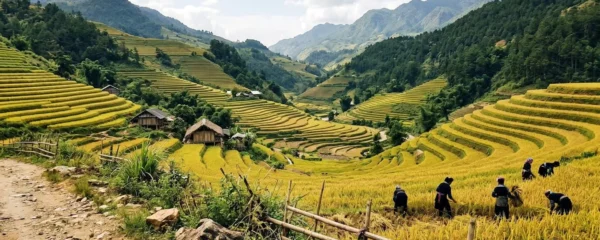 Vue aérienne de rizières en terrasses aux teintes dorées dans les montagnes du nord Vietnam, petites maisons traditionnelles nichées dans la vallée
